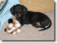 Dachshund