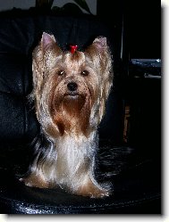 Jorkrsk terier, Yorkshire Terrier,