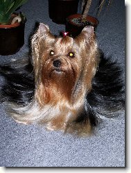 Jorkrsk terier, Yorkshire Terrier,