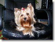 Jorkrsk terier, Yorkshire Terrier,