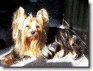 Jorkrsk terier, Yorkshire Terrier,