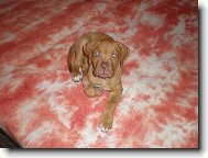 Dogue de Bordeaux