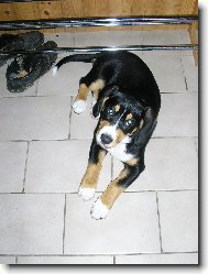 Entlebucher Sennenhund