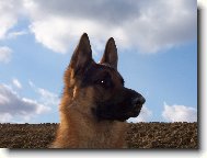 German Shepherd Dog