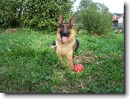 German Shepherd Dog