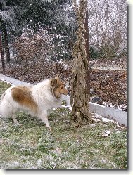 Shetland Sheepdog