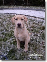 Labrador Retriever