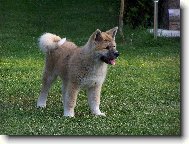 Japanese akita \\\\\(Dog standard\\\\\)