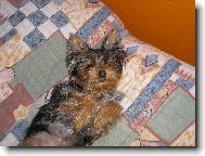 Jorkrsk terier, Yorkshire Terrier,