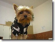 Jorkrsk terier, Yorkshire Terrier,