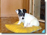 Jack Russell Terrier