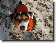 Jack Russell Terrier