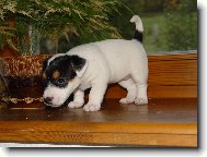 Jack Russell Terrier