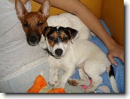 Jack Russell Terrier