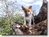 Jack Russell Terrier