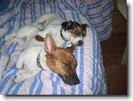 Jack Russell Terrier