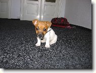 Jack Russell Terrier