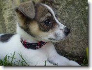 Jack Russell Terrier