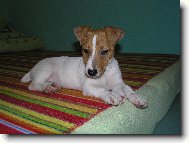 Jack Russell Terrier