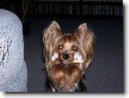 Jorkrsk terier, Yorkshire Terrier,