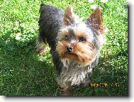 Jorkrsk terier, Yorkshire Terrier,