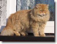 Persian cat