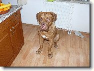 Dogue de Bordeaux