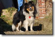 Shetland Sheepdog