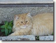 Persian cat