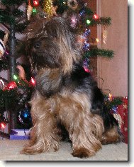 Jorkrsk terier, Yorkshire Terrier,