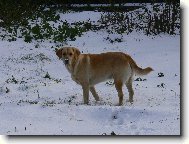 Labrador Retriever