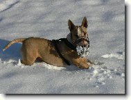 Bull Terrier