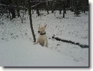 Bull Terrier