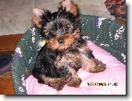 Jorkrsk terier, Yorkshire Terrier,