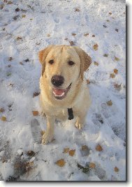 Labrador Retriever