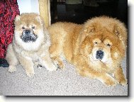 Chow chow \\\\\(Dog standard\\\\\)