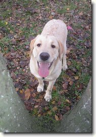 Labrador Retriever