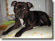 American Staffordshire Terrier