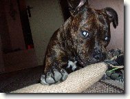 American Staffordshire Terrier