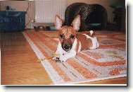 Jack Russell Terrier