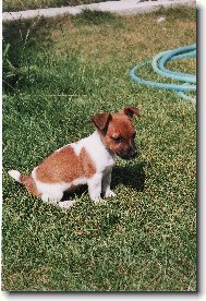 Jack Russell Terrier