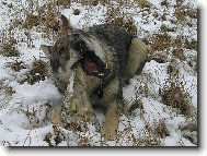 Czechoslovakian wolfdog