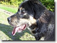 Tibetan Mastiff \(Dog standard\)