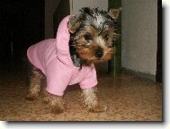 Jorkrsk terier, Yorkshire Terrier,