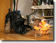 Jorkrsk terier, Yorkshire Terrier,