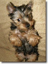 Jorkrsk terier, Yorkshire Terrier,