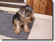 Jorkrsk terier, Yorkshire Terrier,