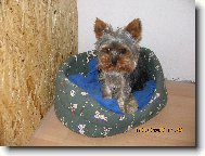 Jorkrsk terier, Yorkshire Terrier,