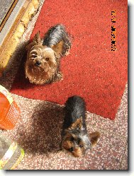 Jorkrsk terier, Yorkshire Terrier,