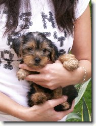 Jorkrsk terier, Yorkshire Terrier,